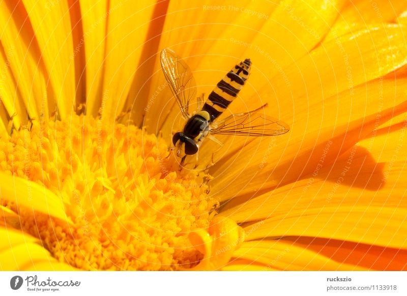 Schwebfliege, Ringelblume, calendula, officinalis Natur Tier Blume Blüte Garten Fliege Fressen Scaeva pyrastri Zweifluegler Diptera Insekt ZweiflŸgler Diptera