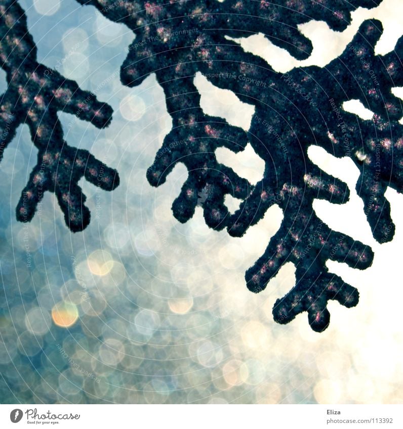 Morgenlicht Winter kalt Licht Weihnachtsdekoration schimmern Lichtpunkt Jahreszeiten Eis Weihnachten & Advent Schnee Stern (Symbol) Kristallstrukturen glänzend