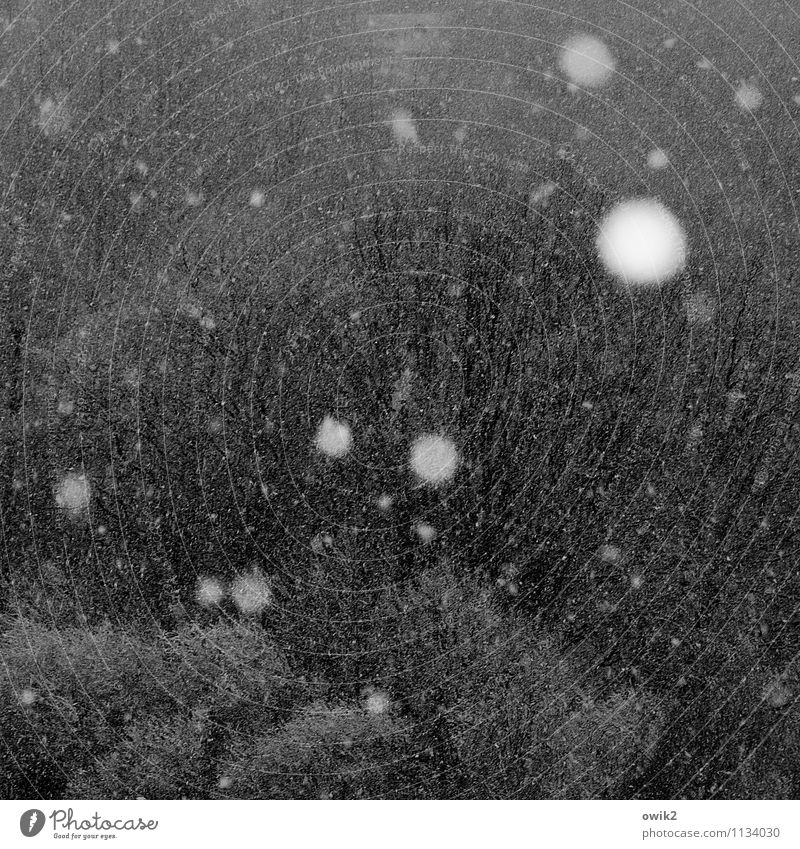 April Umwelt Natur Landschaft Wetter Schönes Wetter Schnee Baum fallen kalt ruhig Schneefall Textfreiraum Schneeflocke Raumeindruck Hintergrundbild