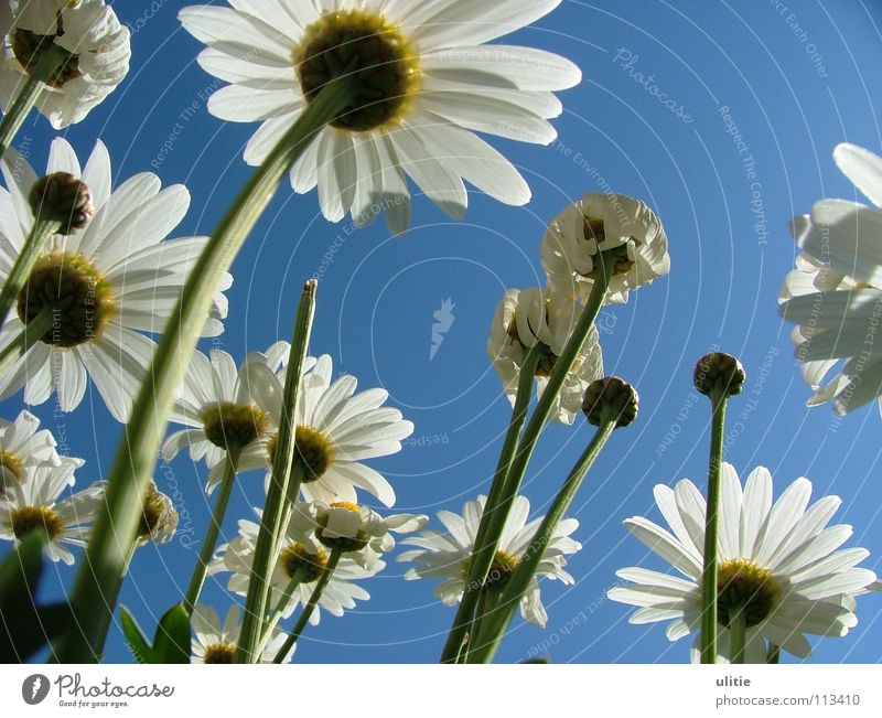 Bodenperspektive Blüte weiß Blütenblatt Wiese Wiesenblume Stengel gekrümmt margaritten margariten Himmel blau Bodenbelag Garten Perspektive Rosengewächse