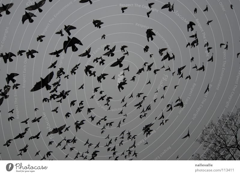die vögel November Winter kalt grau schwarz weiß Vogel Taube Krähe Baum Schwarm raaben Himmel Luftverkehr fliegen mehrere Schatten silhoueten