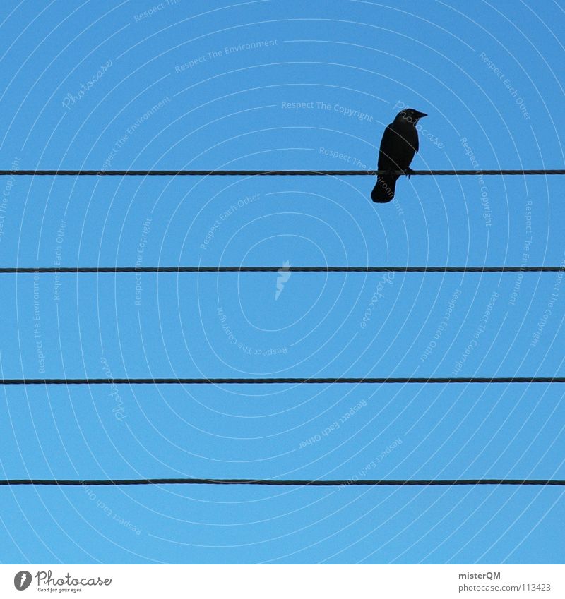 such a lonely world Streifen Vogel Rabenvögel Himmel schwarz rechts Quadrat simpel einfach wenige selten 4 parallel ruhig ruhen Pause Schnabel Angsthase
