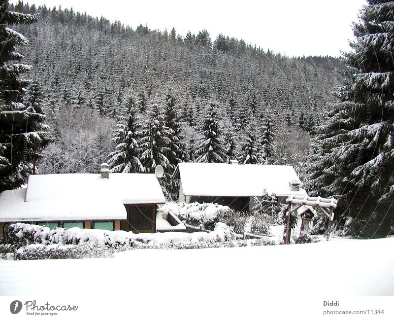 Winterwald kalt Baum Haus Berge u. Gebirge Schnee Ast