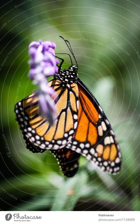 Monarch Danaus Plexippus schön ruhig Garten Natur Pflanze Tier Blume Antenne Schmetterling Flügel natürlich grün schwarz weiß Gelassenheit Farbe orange vertikal