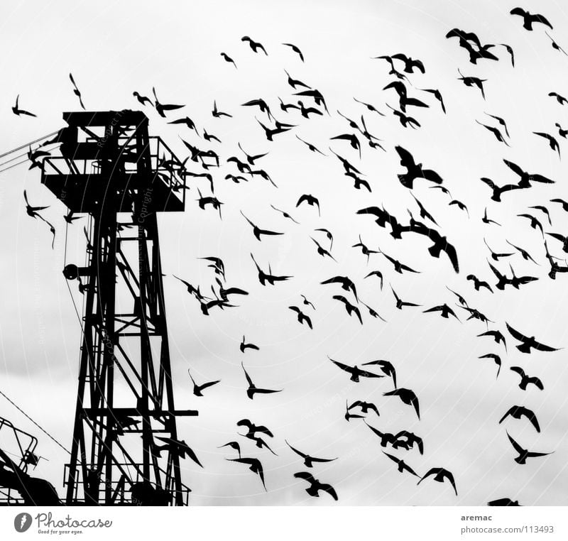 Tiefflug Vogel Kran schwarz weiß Hafen Schwarzweißfoto Schwarm Silhouette Luftverkehr Flügel