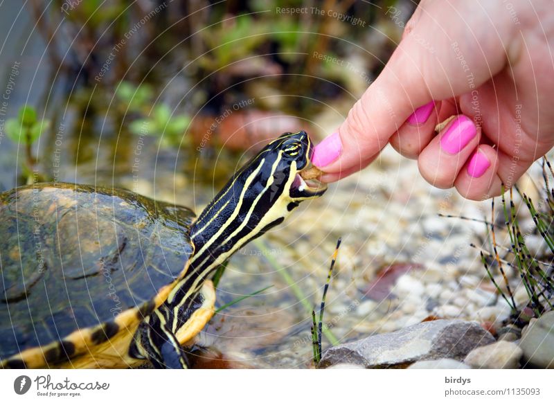 handzahm elegant Stil Nagellack Junge Frau Jugendliche Hand 1 Mensch Haustier Schildkröte Wasserschildkröte Tier Fressen füttern ästhetisch außergewöhnlich