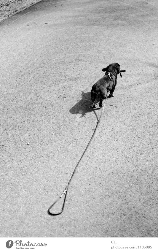 fluchtversuch Schönes Wetter Wege & Pfade Tier Haustier Hund Dackel 1 Hundeleine laufen niedlich Tierliebe Treue Ziel flüchten Fluchtgefahr Schwarzweißfoto