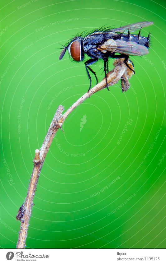 ein schwarzes kleines Fliegelement Garten Natur Blatt Weiche Behaarung Pfote Linie wild braun gelb grau weiß Holz Flügel Auge haarig Insekt Ast geneigt