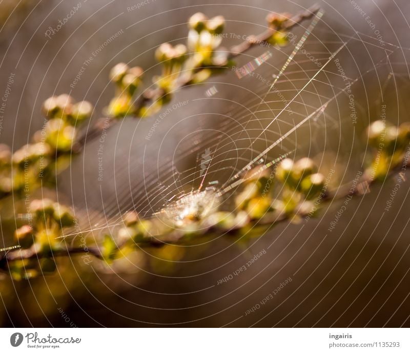Spannung Natur Pflanze Tier Frühling Zweige u. Äste Spinne Spinnennetz Netz bauen hängen dünn natürlich braun gelb grün Inspiration Leichtigkeit Netzwerk