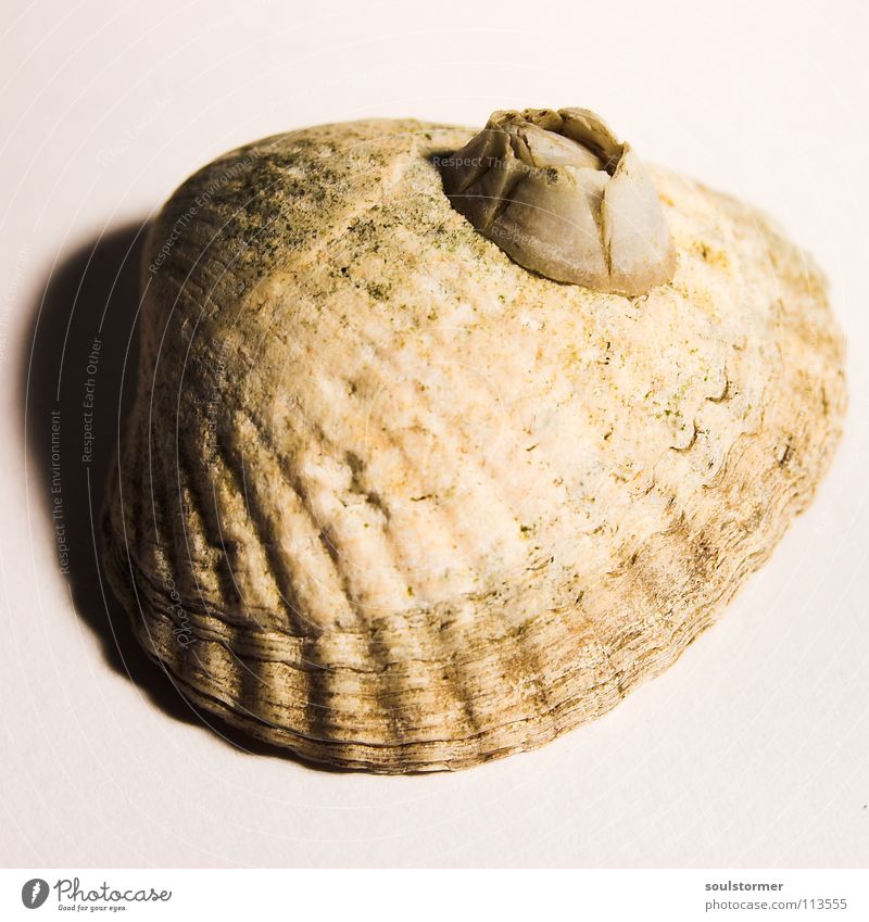 Meeresfrüchte Muschel Tier Ernährung gefährlich böse See Lebewesen Geschwindigkeit klein Licht Panik Einsiedlerkrebs Stock weiß Strand Nachbar Design Muster