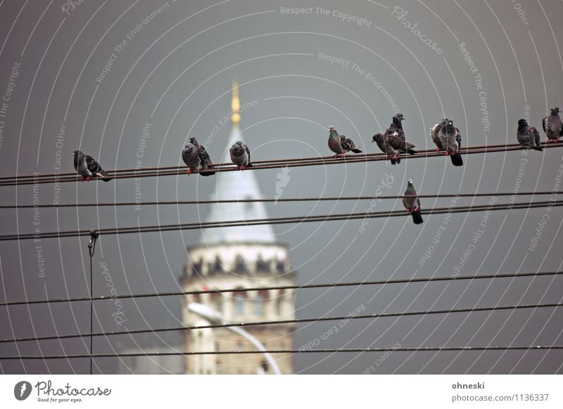 Birds Oberleitung Kabel Gewitterwolken schlechtes Wetter Unwetter Istanbul Wahrzeichen Galata-Turm Vogel Taube Tiergruppe sitzen warten Farbfoto Gedeckte Farben