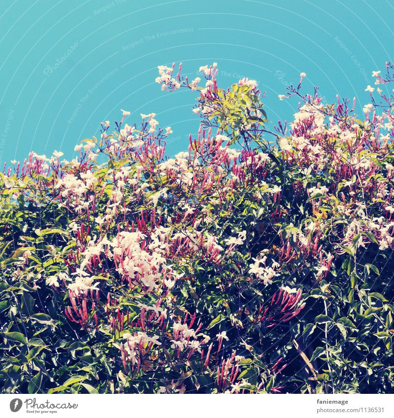 jasmin Umwelt Natur Pflanze Himmel Wolkenloser Himmel Frühling Sommer Schönes Wetter Blume Blüte Garten Park Duft Parfum mediterran Südfrankreich Provence