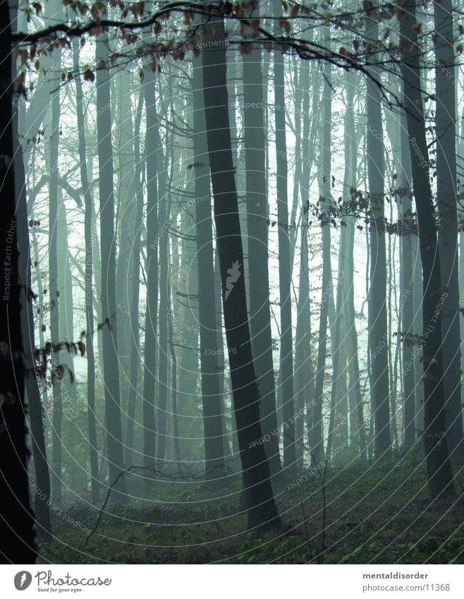 ein Morgen im Wald Baum Nebel dunkel Regen grün Blatt Gras Licht Projekt nass feucht Natur Angst Unschärfe Ast Ende blair witch kein fallen Tod