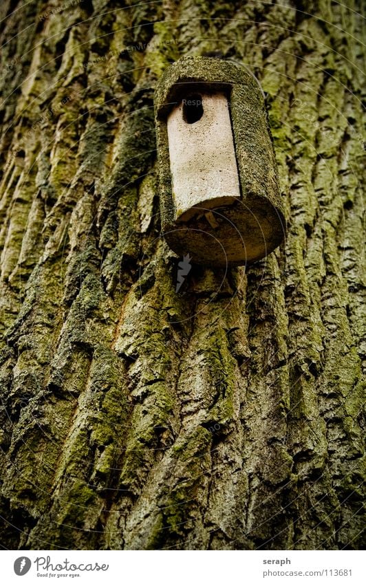 Vogelhaus Baumstamm Baumrinde Wald Ornithologie Nistkasten Haus Futterhäuschen aufhängen Nest Brutpflege Loch Versteck ausgeflogen nisten Nachkommen