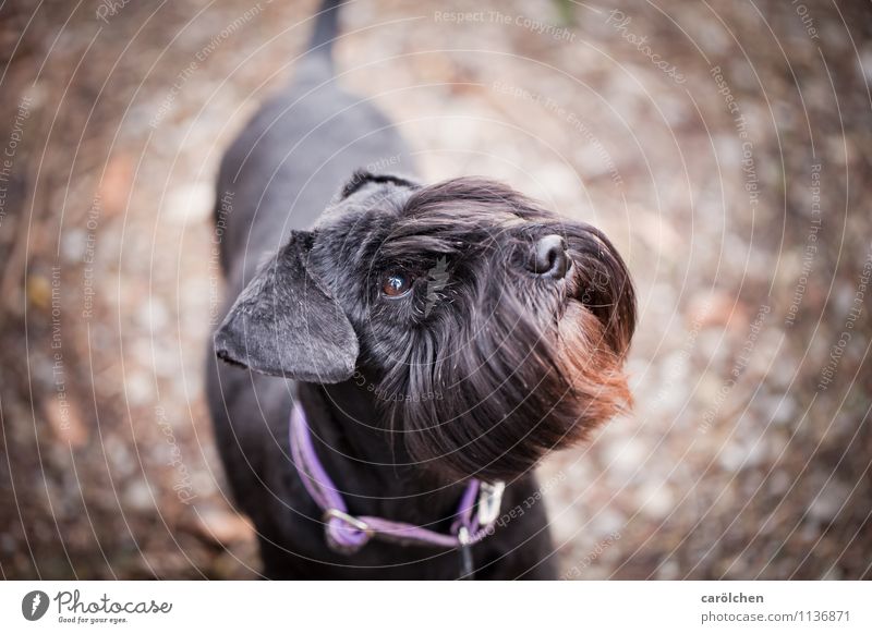 Charakter Oma Tier Haustier Hund 1 braun violett schwarz Schnauzer Tierporträt Blick Treue Wachsamkeit selbstbewußt Zwergschnauzer Farbfoto Nahaufnahme