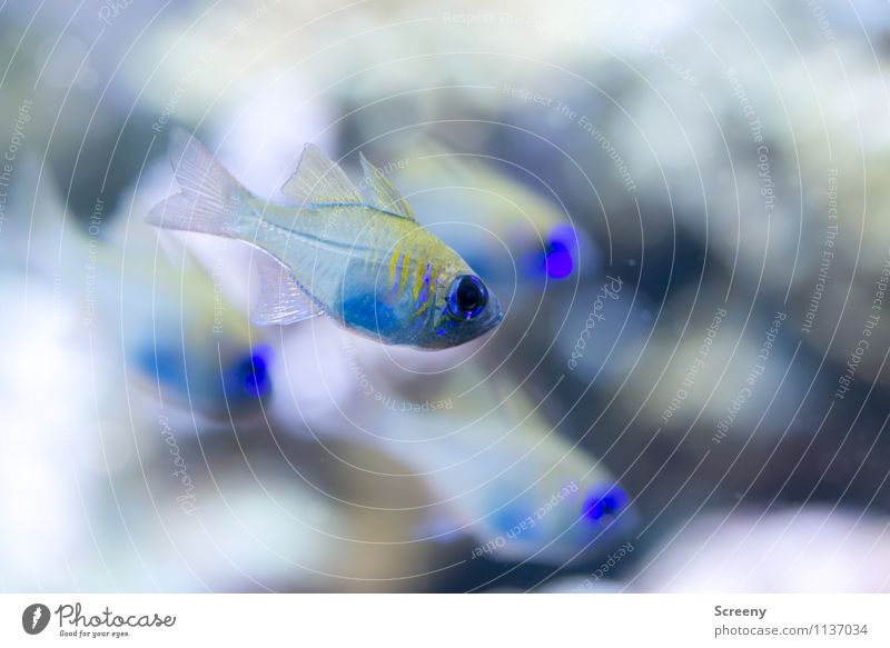 Der Schwarm Freizeit & Hobby Aquaristik Natur Tier Wasser Fisch Aquarium Tiergruppe Schwimmen & Baden klein blau gelb silber weiß Zusammensein Zusammenhalt