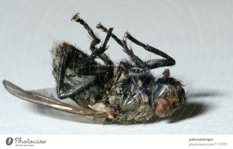 vergammelt Insekt Parasit Fühler Fliege Schmeißfliege Nervensäge Facetten