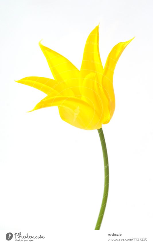 lilienfoermige Tulpe gelb yellow gelbe Tulpenbluete Tulipa Tulpenblueten Fruehlingsblumen Fruejahrsblume Fruehblueher Blume Fruejahrsblumen Zwiebelgewaechs