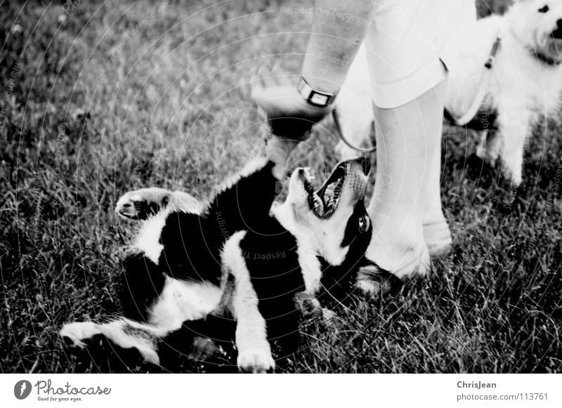 Bruno Hund Spielen Tier Wiese toben Pfote 2 Hand Finger Mischling Schuhe Vertrauen Aktion Freude Schwarzweißfoto Säugetier Besitzer liegen Hundehalter Beine
