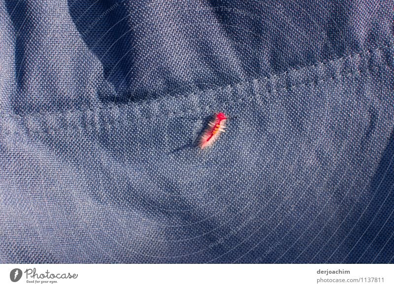 Kleine rote Raupe auf blauen Stoff. exotisch Freude harmonisch Ausflug Umwelt Sommer Schönes Wetter Küste Queensland Australien Menschenleer Stuhllehne Tier 1