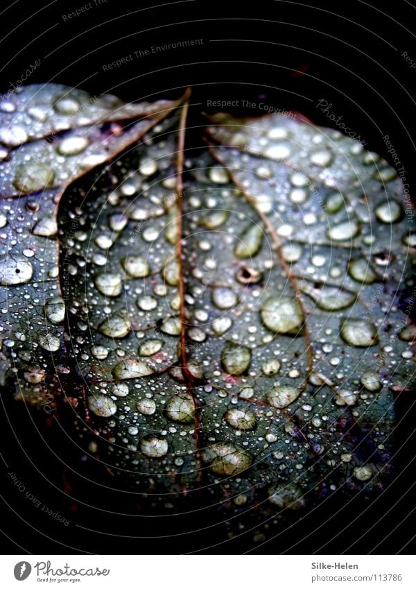Metallic-Leave in the Rain Blatt Regen Gefäße Herbst Trauer rot violett Makroaufnahme Nahaufnahme Metalic Blue Raindrops Gewitter Wetter Traurigkeit Weather