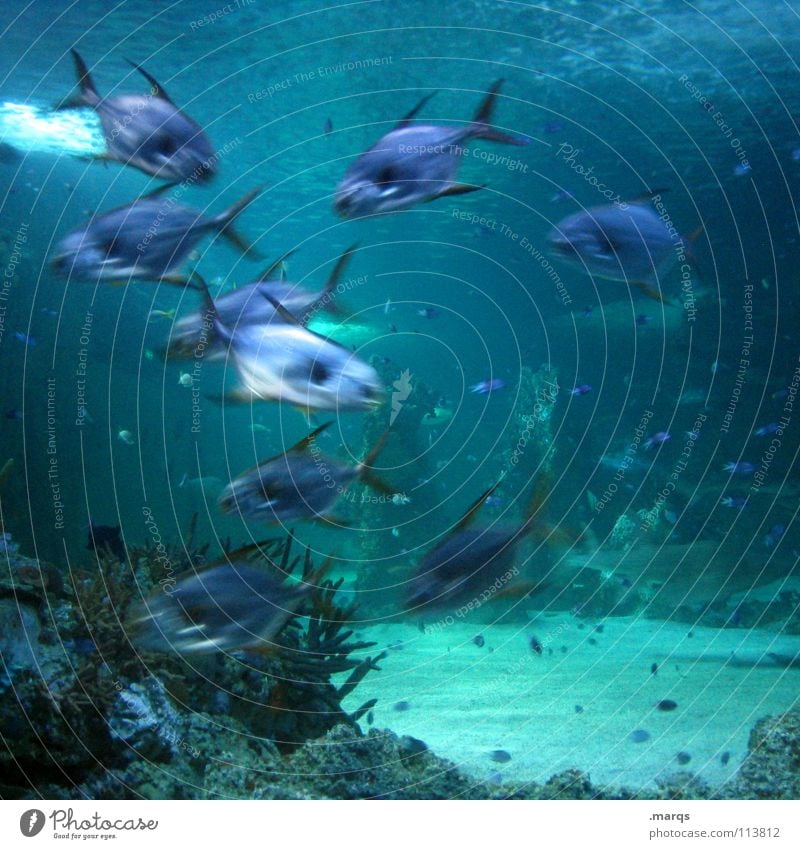Excitement Wasser Fischschwarm Aquarium Meer See Teich Zoo Vielfältig Tier durcheinander rege Zusammensein Kieme Fish water Unterwasseraufnahme blau Bewegung