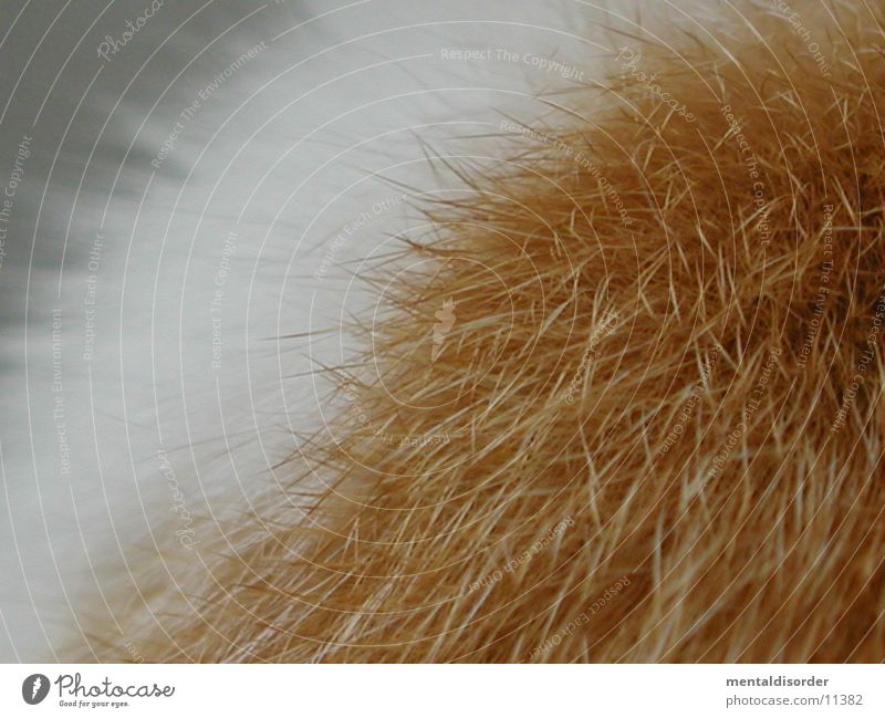 Katzenhaar Nahaufnahme Tier braun weiß Haare & Frisuren Strukturen & Formen animal cat hair Linie close Nase Versuch