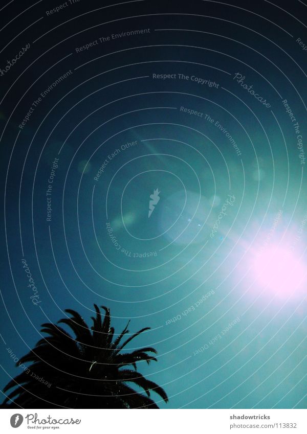 Bossa Nova Palme Baum dunkel Licht Strahlung türkis zyan Ferien & Urlaub & Reisen wegfahren Gomera Brasilien Spanien Südamerika Indien Afrika Himmel Sonne