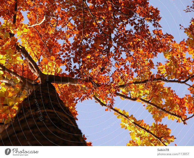Herbstzeit Baum Blatt Jahreszeiten Baumstamm gelb rot
