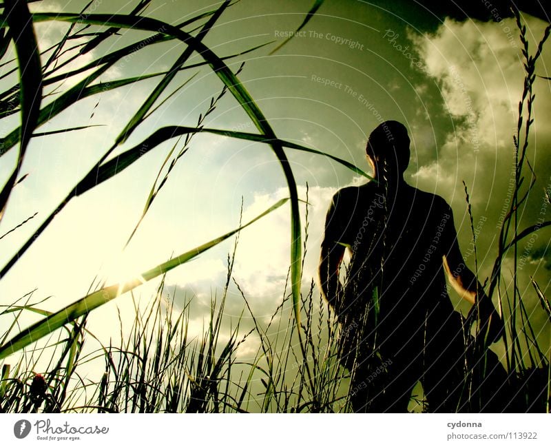 Silhouette hüpfen Frühling Sommer Wiese Gras grün Mann Kerl Stil Sonnenuntergang Körperhaltung Halm Froschperspektive Sonnenstrahlen Wolken Feld Gefühle