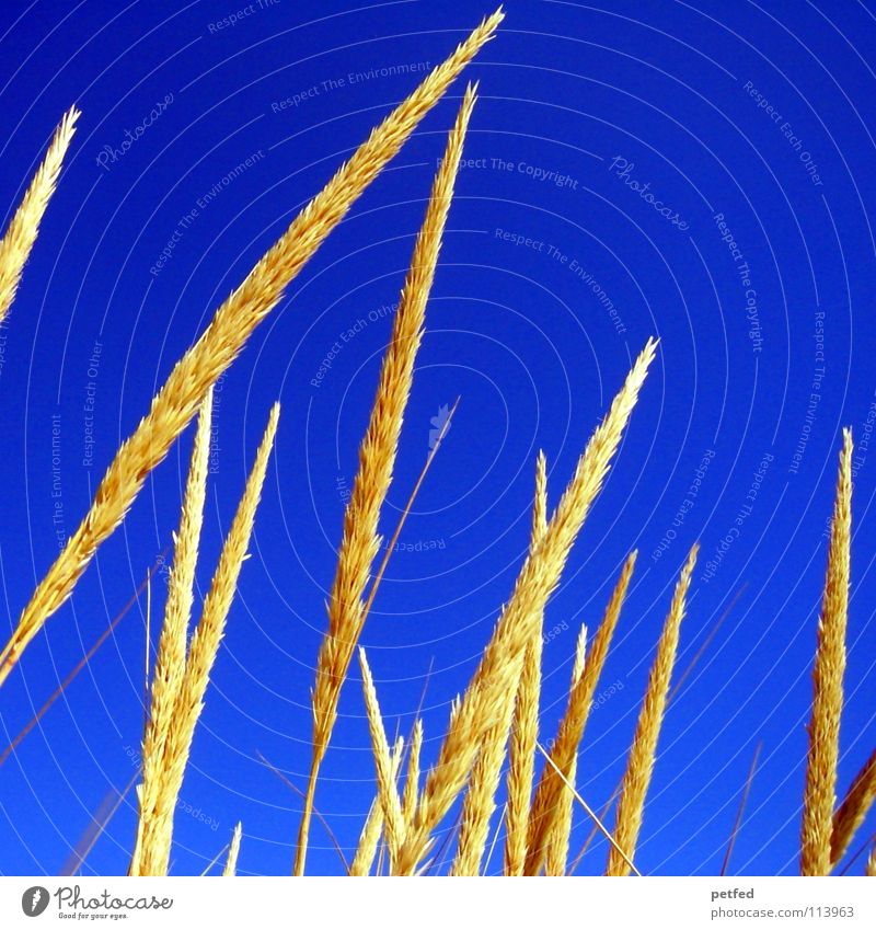 Brot Weizen Korn Mehl gelb Hafer Stengel Michigan Ferien & Urlaub & Reisen Herbst Himmel blau gold Ernetzeit Ernte Leben USA Wetter