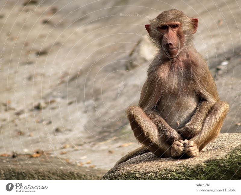 Affen-Yoga Hände im Schoß Hand Pavian Befriedigung Einsamkeit Schnauze Fell Finger Tier Säugetier Spielen toben Zoo Gehege Vorgesetzter Platz Meditation