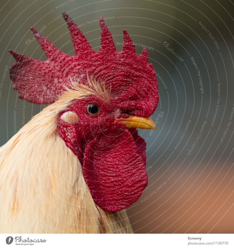 Der Aufpasser Natur Tier Nutztier Hahn Hahnenkamm 1 beobachten Blick natürlich gelb rot selbstbewußt Optimismus Kraft Sicherheit Schutz Stolz eitel Farbfoto