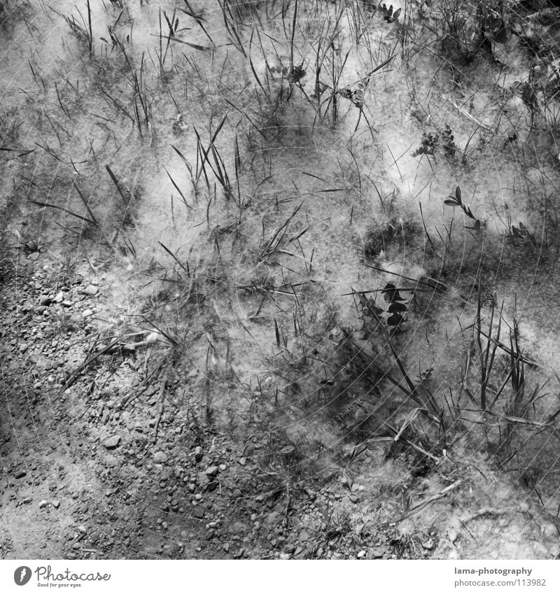 ...Etwas chaotisch durcheinander unordentlich Winter Pulverschnee Nebel Bodennebel Löwenzahn Wiese Feld Watte herausragen Blatt Halm Gras Blume Sträucher Baum