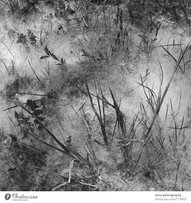 ...weißes... chaotisch durcheinander unordentlich Winter Pulverschnee Nebel Bodennebel Löwenzahn Wiese Feld Watte herausragen Blatt Halm Gras Blume Sträucher