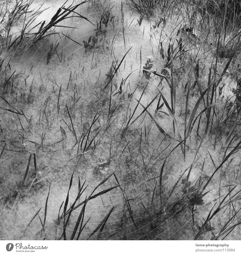 Flauschiges... chaotisch durcheinander unordentlich Winter Pulverschnee Nebel Bodennebel Löwenzahn Wiese Feld Watte herausragen Blatt Halm Gras Blume Sträucher