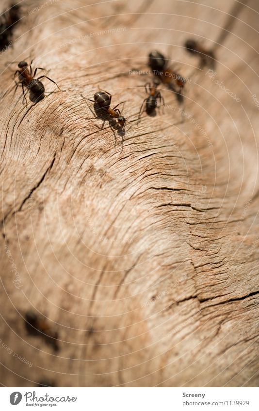 Auf zur Arbeit... Natur Pflanze Tier Wald Wildtier Ameise Tiergruppe Holz krabbeln klein wild Zusammensein Farbfoto Außenaufnahme Detailaufnahme Makroaufnahme