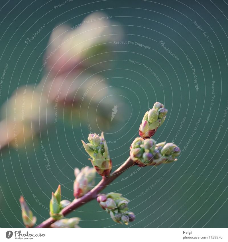 Knospen... Natur Pflanze Frühling Schönes Wetter Sträucher Nutzpflanze Blütenknospen Zweig Blaubeeren Garten Wachstum ästhetisch authentisch frisch einzigartig
