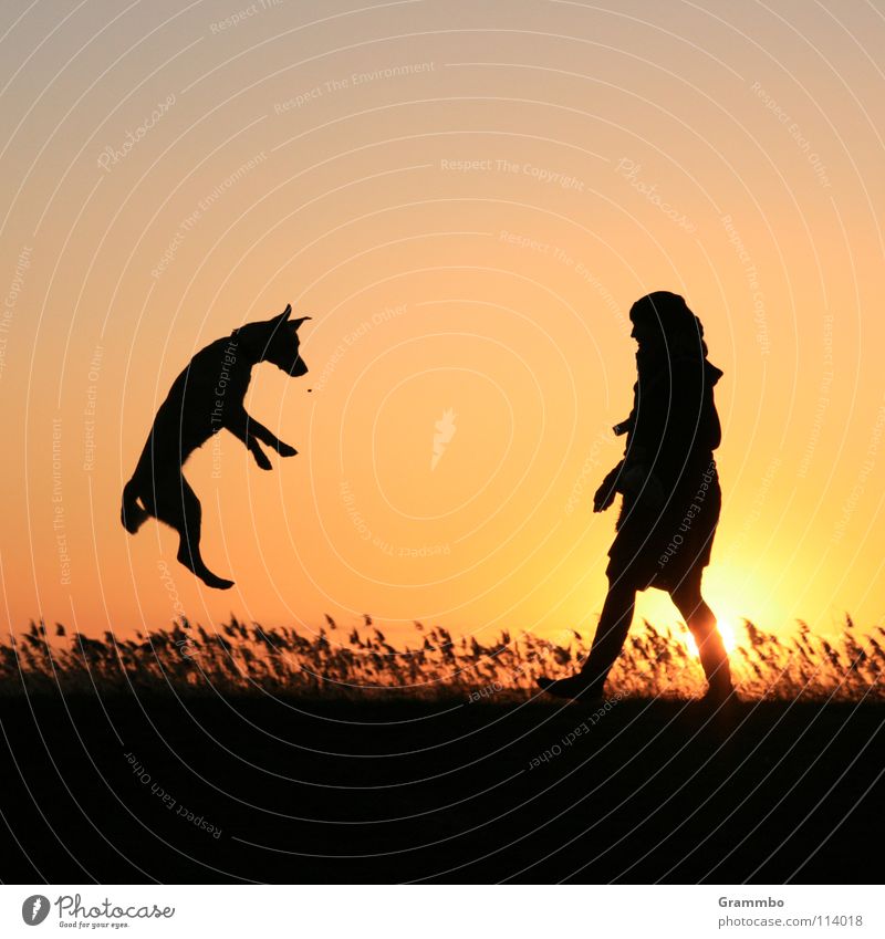 wenn's Hunde regnet Frau Gras Sonnenuntergang rot springen Freude Abend Abenddämmerung Himmel Luftverkehr fliegen Lilli Hundefutter