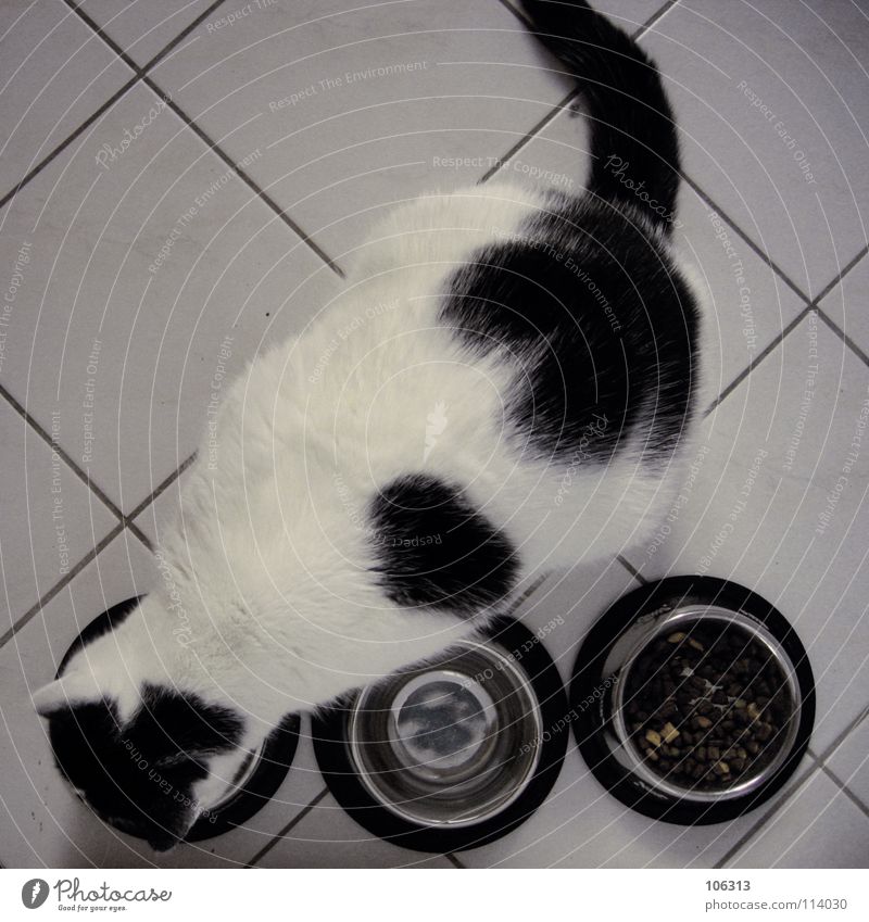 SCHWEINEHUND Katze Hauskatze Tier weiß scheckig Blick gefangen Fressen Ernährung Festessen Küche Schalen & Schüsseln Metall 3 Fleck verloren vergangen