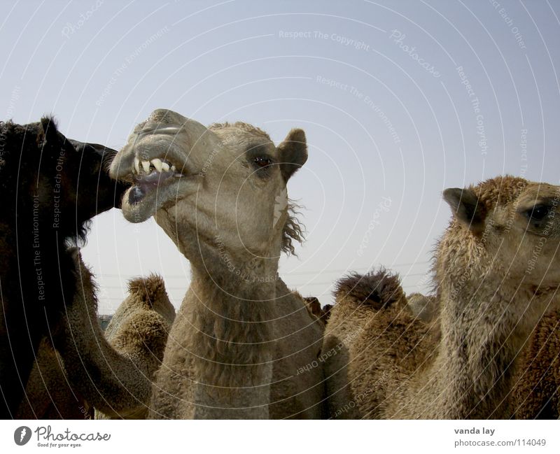 Wo gehts hier zum Zahnarzt? Kamel Arabien Tier Kamelhöcker Himmel Fleisch Säugetier kuwait animal Zigarettenmarke desert blau mehrere Wüste Gebiss