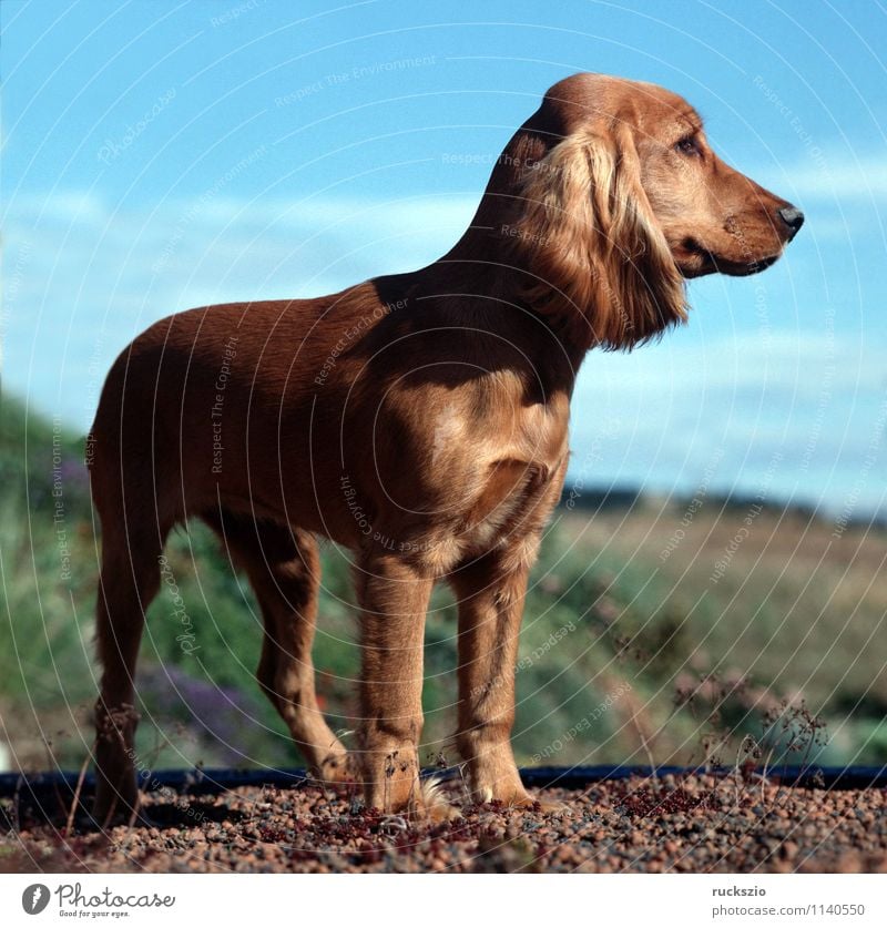 Cocker, Spaniel, Roter, Tier Hund rot Cocker Spaniel Jagdhund Apportierhund Stoeberhund Wasserhund Englische Hunderasse Junger Familienhund Rassehund Portrait