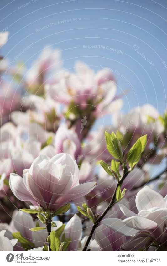 oh Magnolia! schön Wellness Leben harmonisch Wohlgefühl Zufriedenheit Sinnesorgane Erholung ruhig Duft Kur Spa Blühend rosa Sympathie Magnoliengewächse