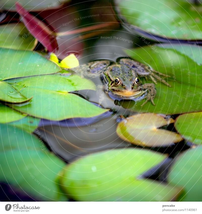 wetter | frosch Natur Sommer Pflanze Teich Tier Frosch 1 Zeichen Bekanntheit kalt nass natürlich grün Seerosenblatt Seerosenteich Meteorologe Farbfoto