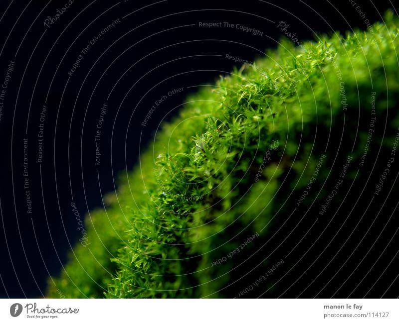 Ein Haufen Moos schwarz grün nah weich Unschärfe Herbst Hintergrundbild Makroaufnahme Nahaufnahme Haare & Frisuren Natur