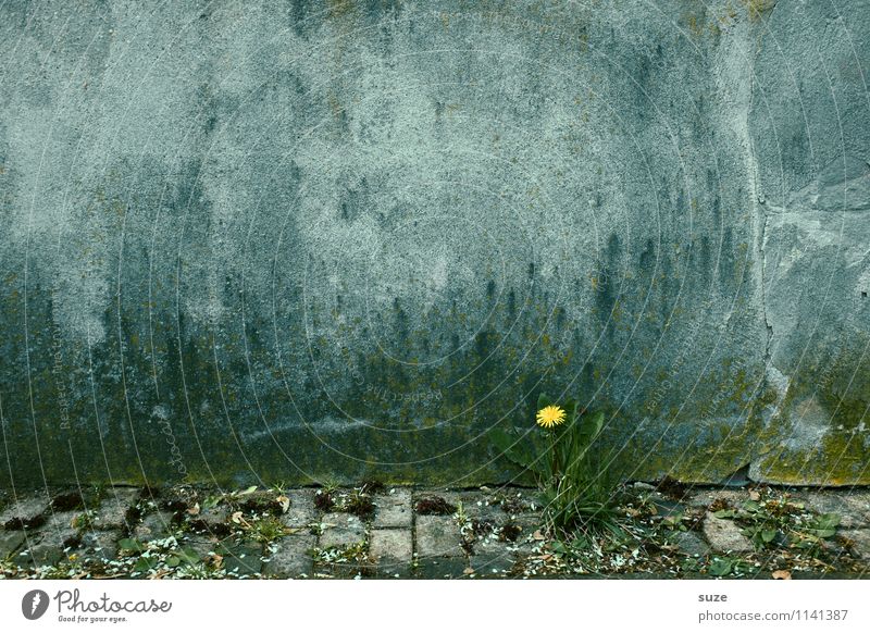 Kümmerlich | kleine Sonne Löwenzahn Wand einsam Pflanze Umwelt Blüte
