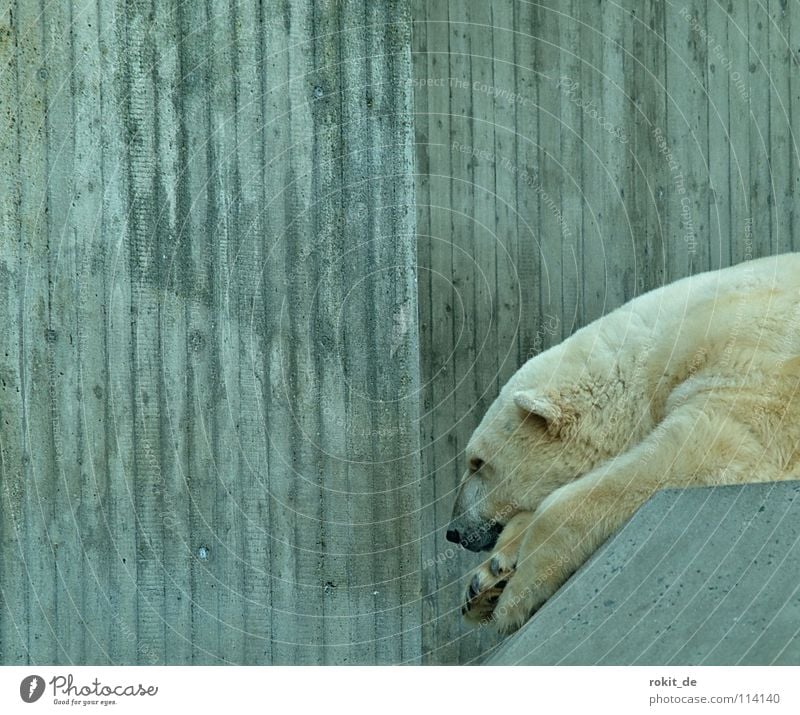 Mittagspause bei Knut´s Eisbär Fell kalt Zoo Beton ruhig Pause schlafen Fressen weiß Landraubtier Säugetier Pfote Schnauze schwarz Nordpol Langeweile Bär