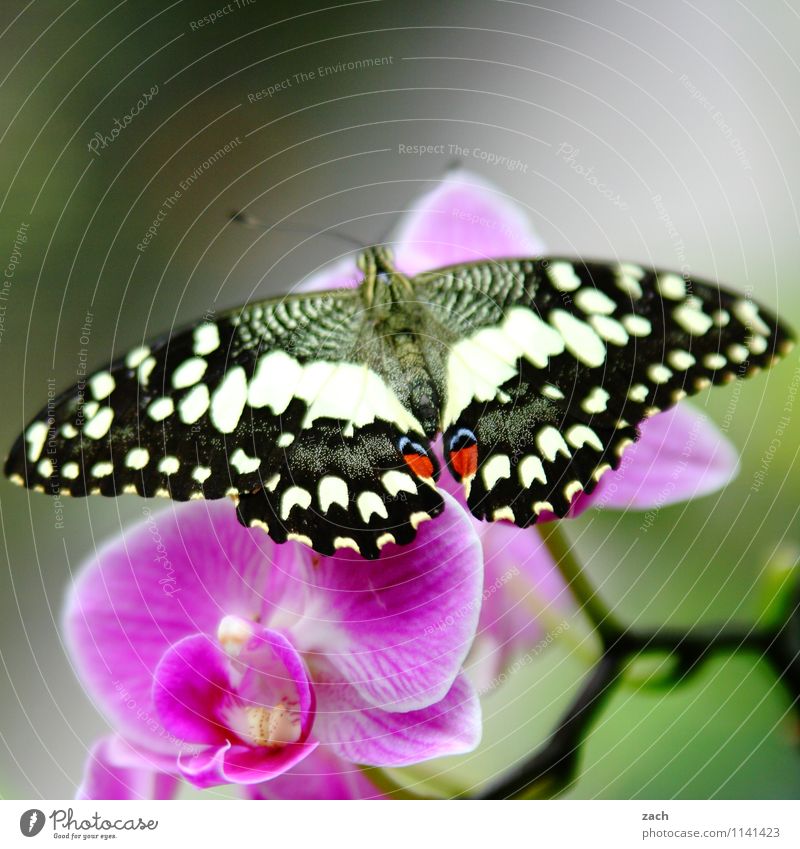 aufgefaltet Frühling Sommer Pflanze Blume Orchidee Blatt Blüte exotisch Tier Wildtier Schmetterling 1 fliegen grün rosa Farbfoto Außenaufnahme Menschenleer