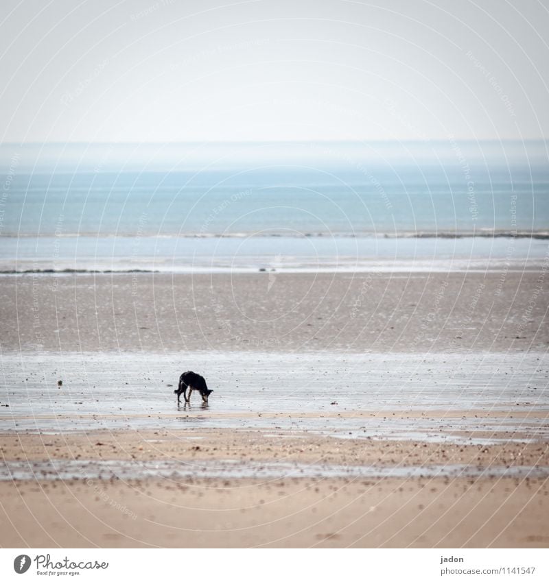 einzelgänger. Umwelt Natur Landschaft Tier Sand Wasser Himmel Horizont Wellen Küste Strand Haustier Hund 1 Fährte trinken wandern Einsamkeit Wege & Pfade