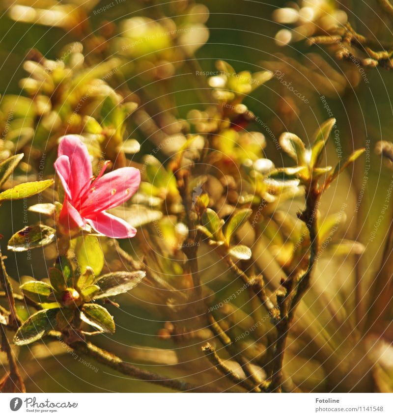 PINK Umwelt Natur Pflanze Frühling Sträucher Blüte Garten Park hell nah natürlich braun grün rosa Farbfoto mehrfarbig Außenaufnahme Detailaufnahme Menschenleer